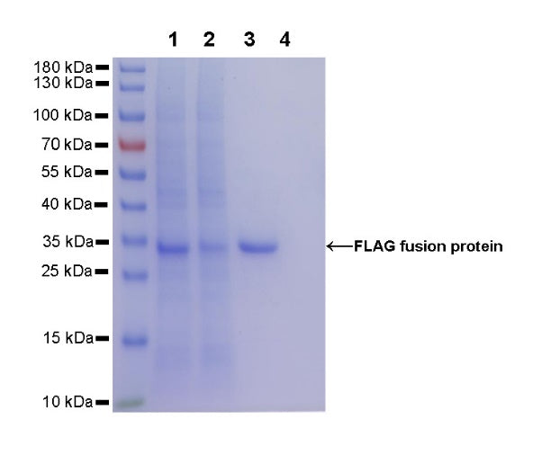 Rabbit Anti-FLAG (DYKDDDDK) Tag Magnetic Agarose