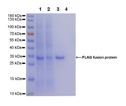 Rabbit Anti-FLAG (DYKDDDDK) Tag Magnetic Agarose