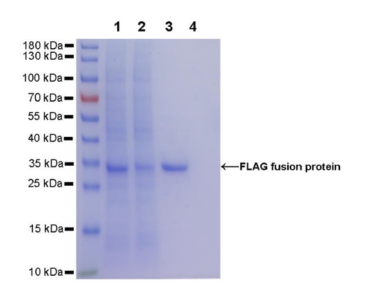 Rabbit Anti-FLAG (DYKDDDDK) Tag Magnetic Agarose