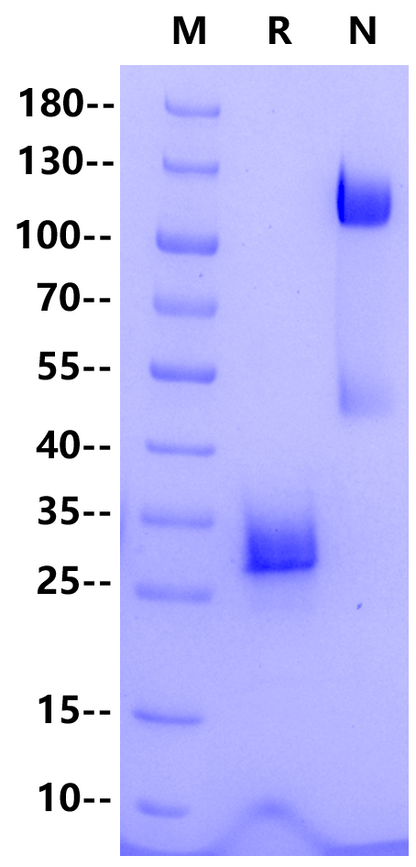 Noggin Protein, Human