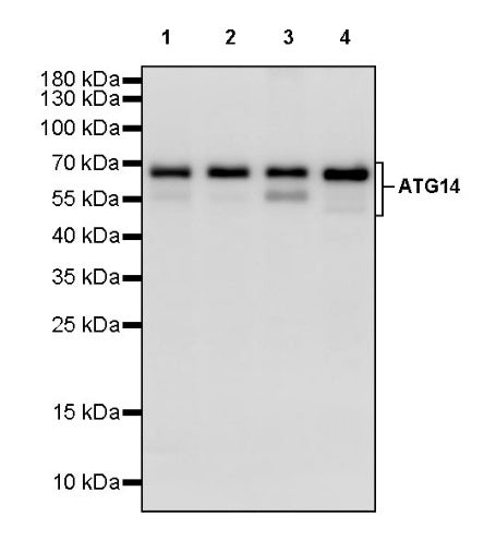 ATG14 Recombinant Rabbit mAb (S-2371-15)