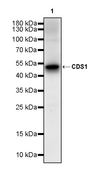CDS1 Recombinant Rabbit mAb (S-3671-30)
