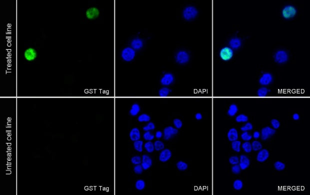 GST Tag Recombinant Rabbit mAb (FITC Conjugate) (S-372-19)
