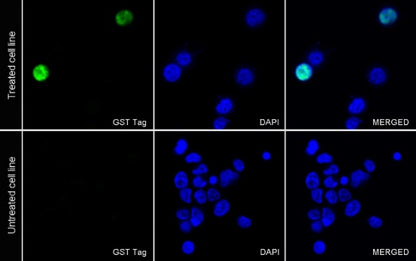 GST Tag Recombinant Rabbit mAb (FITC Conjugate) (S-372-19)
