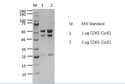 CDK3/CycE1 Protein