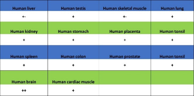 Versican Recombinant Rabbit mAb (S-3770-43)
