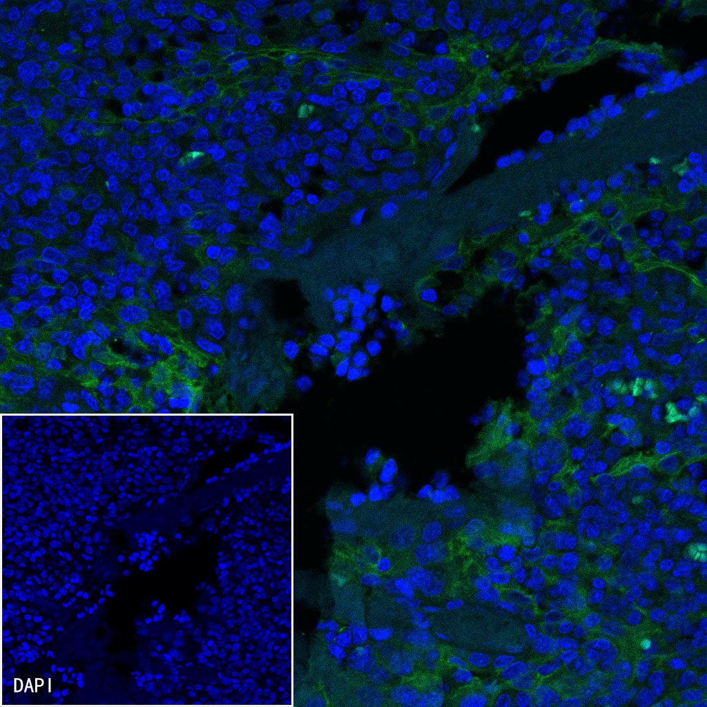 S-RMab® PD-L1 Recombinant Rabbit mAb (SDT-119-16)