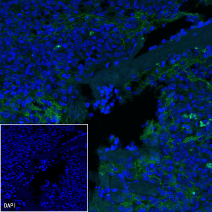 S-RMab® PD-L1 Recombinant Rabbit mAb (SDT-119-16)