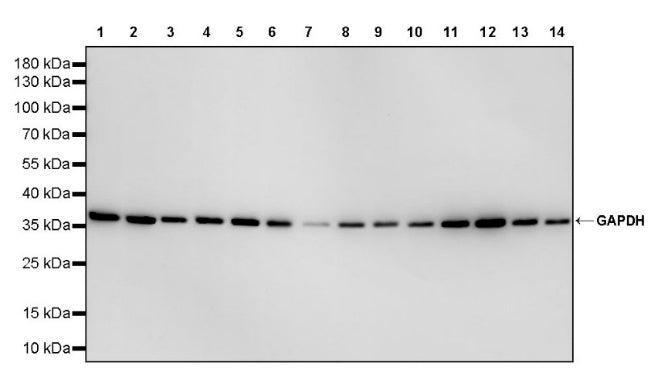 GAPDH Recombinant Mouse mAb (S-4721)