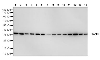 GAPDH Recombinant Mouse mAb (S-4721)