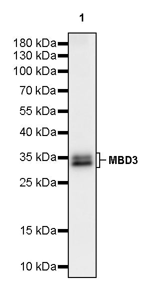 MBD3 Recombinant Rabbit mAb (S-4367)