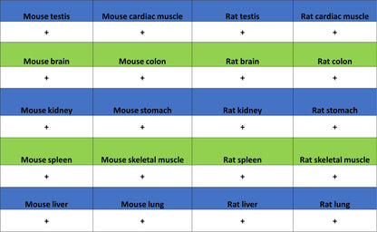 Lamin B1 Recombinant Mouse mAb (S-4865)