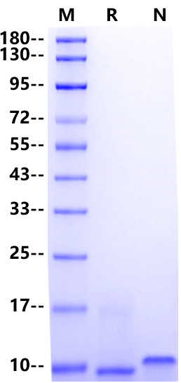 IL-8 (28-99) Protein, Human