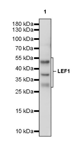 LEF1 Recombinant Rabbit mAb (S-500-34)