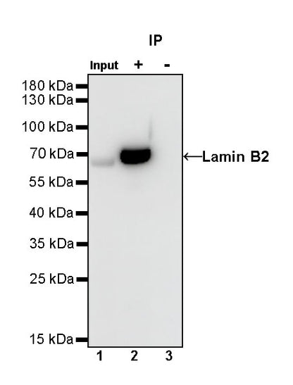 S-RMab®Lamin B2 Recombinant Rabbit mAb (S-951-70)