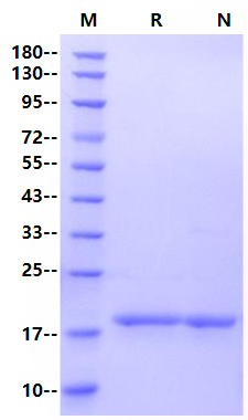FGF-basic(145aa) Protein, Human