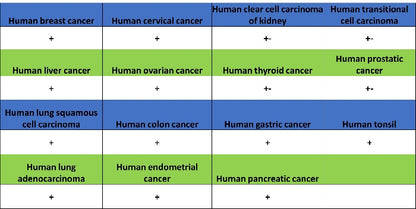 CD98/SLC3A2 Recombinant Rabbit mAb (SDT-2038-19)