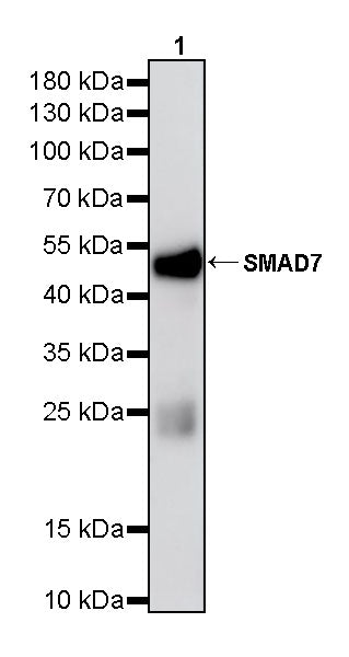 SMAD7 Mouse mAb