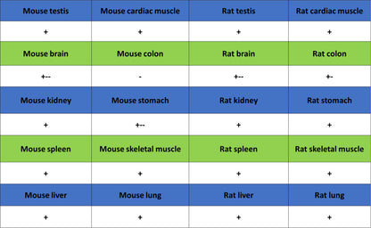 C3 Recombinant Rabbit mAb (S-5146)