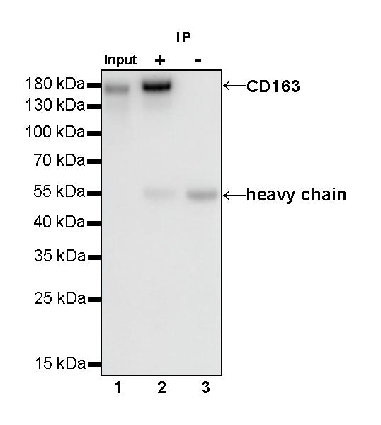 S-RMab® CD163 Recombinant Rabbit mAb,PBS Only (SDT-R164)