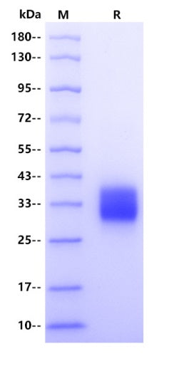 EPO His Tag Protein, Mouse