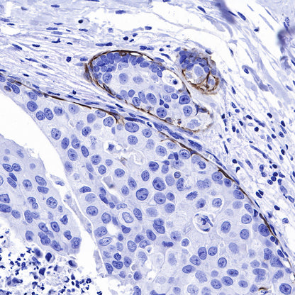 GFAP Recombinant Rabbit mAb (SDT-306-10)
