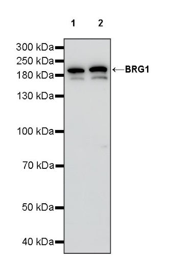 BRG1 Recombinant Rabbit mAb (S-1513-4)