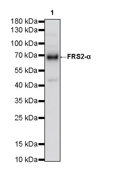 FRS2-α Recombinant Rabbit mAb (S-4065-59)