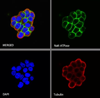 NaK-ATPase Recombinant Rabbit mAb (S-1373-39)