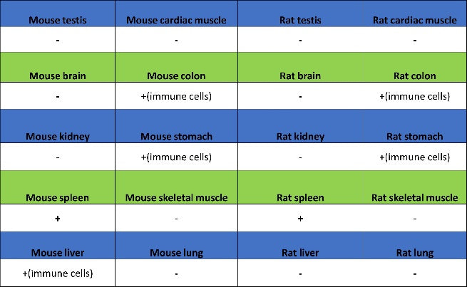 Runx2 Recombinant Rabbit mAb (S-1767-173)