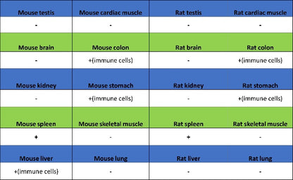 Runx2 Recombinant Rabbit mAb (S-1767-173)