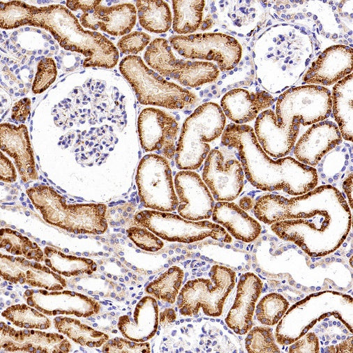 SHMT2/SHMT Recombinant Rabbit mAb (S-1581-5)
