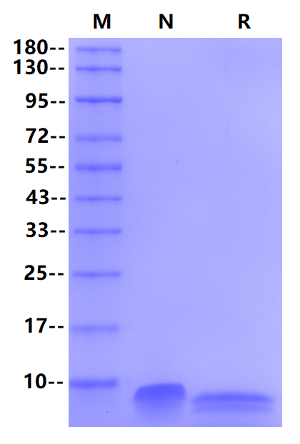 NRG1/Heregulin-β1 Protein, Human
