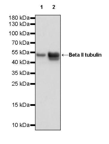 Beta II tubulin Rabbit polyclonal antibody