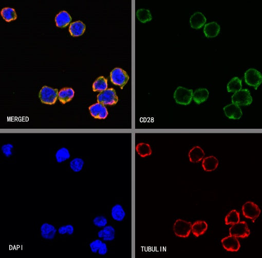 CD28 Recombinant Rabbit mAb (S-1815-10)