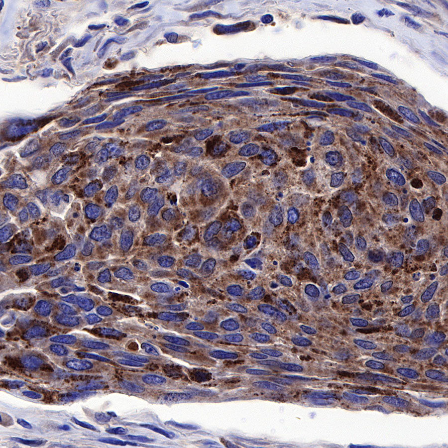 BAX Recombinant Rabbit mAb (SDT-338-76)