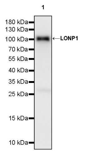 LONP1 Rabbit Polyclonal Antibody
