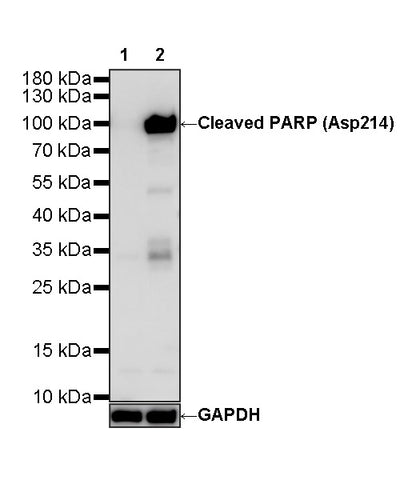 Cleaved PARP (Asp214) Recombinant Rabbit mAb (S-5860)