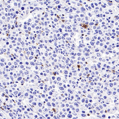 S-RMab® CD8α Mouse mAb (SDT-1036-34)