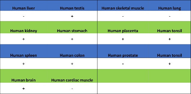 GSK3β Recombinant Rabbit mAb (S-1209-170)
