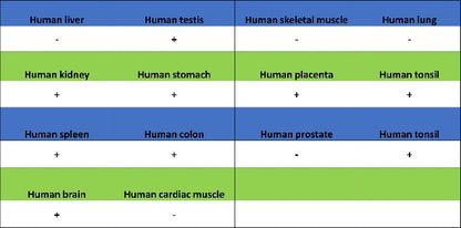 GSK3β Recombinant Rabbit mAb (S-1209-170)