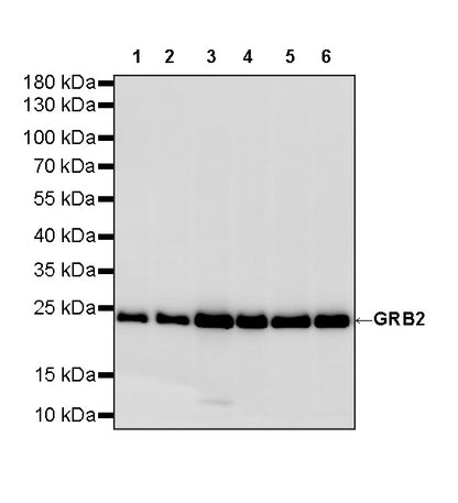GRB2 Recombinant Rabbit mAb (S-5948)