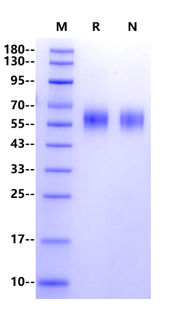 CDCP1 His Tag Protein, Human