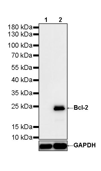 Bcl-2 Recombinant Rabbit mAb (S-3910-3)