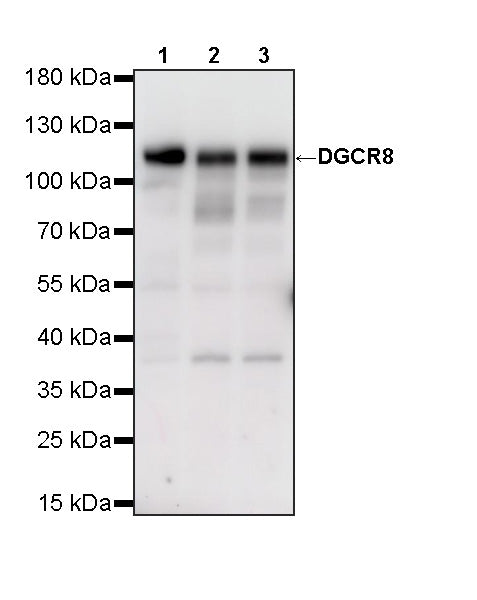 DGCR8 Mouse mAb