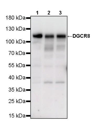 DGCR8 Mouse mAb