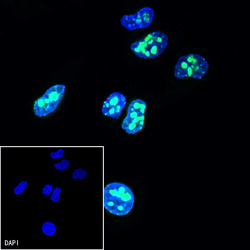 Ki67 Recombinant Rabbit mAb (Alexa Fluor® 488 Conjugate) (SDT-R459)