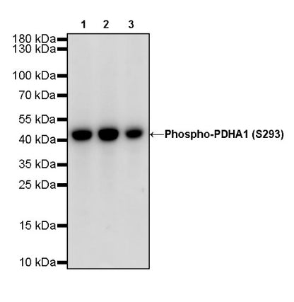 Phospho-PDHA1 (S293) Recombinant Rabbit mAb (S-1729-25)