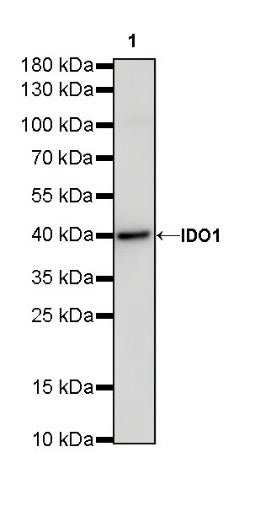 IDO1/Indoleamine 2,3-dioxygenase Recombinant Rabbit mAb (S-R225)