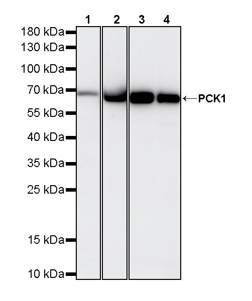 PCK1 Rabbit Polyclonal Antibody